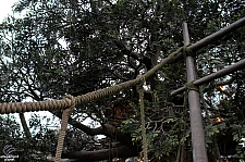 Swiss Family Treehouse