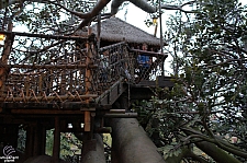 Swiss Family Treehouse