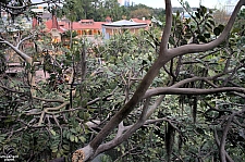 Swiss Family Treehouse