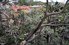 Swiss Family Treehouse