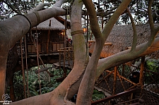 Swiss Family Treehouse