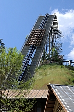 Wild Eagle