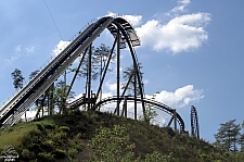 Wild Eagle