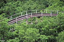 Wildcat