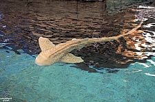 Children's Aquarium at Fair Park