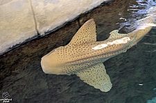 Children's Aquarium at Fair Park