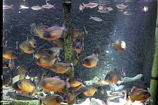 Children's Aquarium at Fair Park