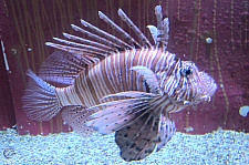 Children's Aquarium at Fair Park