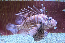 Children's Aquarium at Fair Park