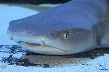 Children's Aquarium at Fair Park