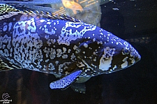 Children's Aquarium at Fair Park