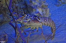 Children's Aquarium at Fair Park