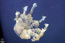 Children's Aquarium at Fair Park