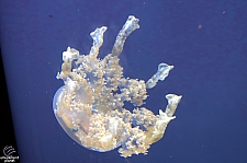 Children's Aquarium at Fair Park