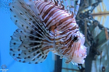 Children's Aquarium at Fair Park