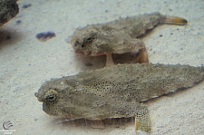 Children's Aquarium at Fair Park