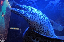 Children's Aquarium at Fair Park