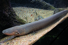 Children's Aquarium at Fair Park