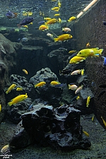 Children's Aquarium at Fair Park