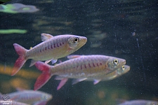 Children's Aquarium at Fair Park