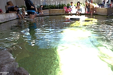 Children's Aquarium at Fair Park