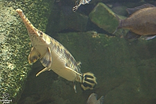 Children's Aquarium at Fair Park