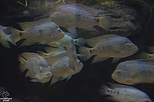 Children's Aquarium at Fair Park