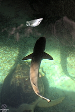 Children's Aquarium at Fair Park