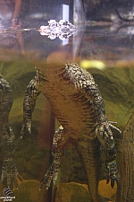 Children's Aquarium at Fair Park