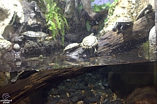 Children's Aquarium at Fair Park