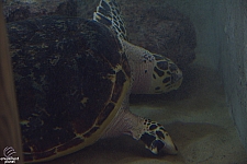 Children's Aquarium at Fair Park