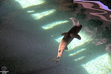 Children's Aquarium at Fair Park