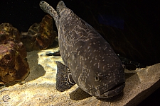 Children's Aquarium at Fair Park