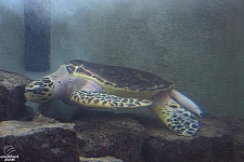 Children's Aquarium at Fair Park