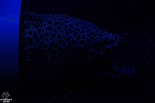 Children's Aquarium at Fair Park
