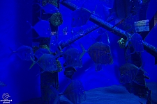 Children's Aquarium at Fair Park