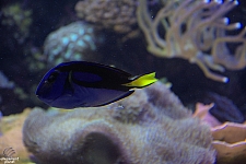 Children's Aquarium at Fair Park