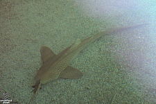 Children's Aquarium at Fair Park