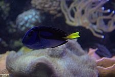 Children's Aquarium at Fair Park