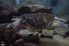 Children's Aquarium at Fair Park