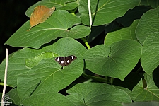 Texas Discovery Gardens