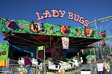 Lady Bugs