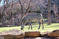 African Savannah