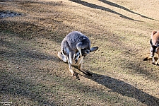 Australian Outback