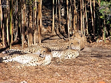 Cheetoh's Cheetahs