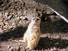 Meerkat Mounds