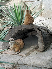 Meerkat Mounds