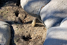 Meerkat Mounds