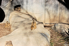 Meerkat Mounds
