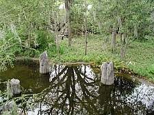 Piney Woods and Swamps